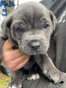 PUPPIES 100% EUROPEAN CANE CORSO