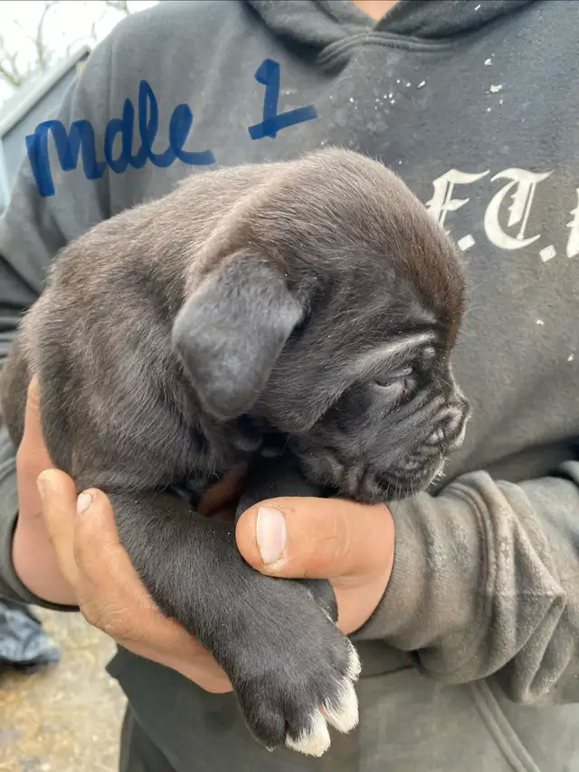 PUPPIES 100% EUROPEAN CANE CORSO - Photo 2