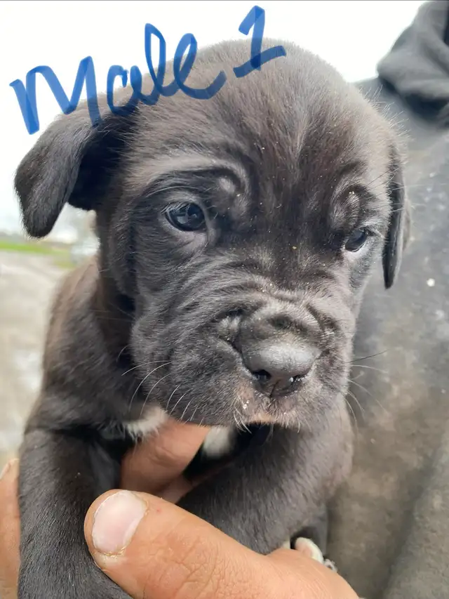 PUPPIES 100% EUROPEAN CANE CORSO - Photo 3