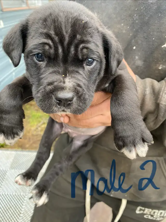 PUPPIES 100% EUROPEAN CANE CORSO - Photo 4