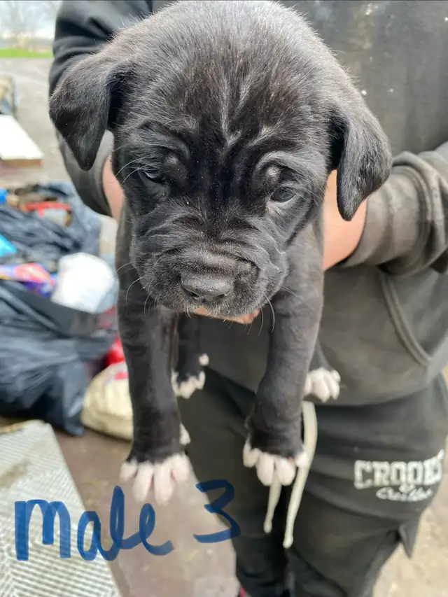 PUPPIES 100% EUROPEAN CANE CORSO - Photo 5