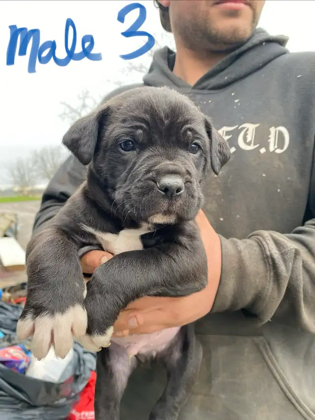 PUPPIES 100% EUROPEAN CANE CORSO - Photo 6