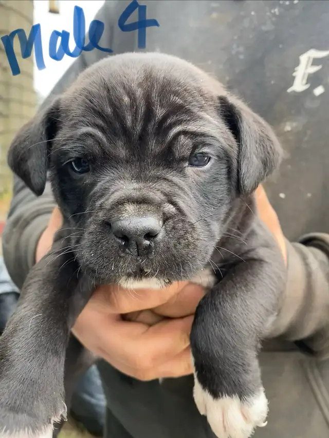 PUPPIES 100% EUROPEAN CANE CORSO - Photo 7