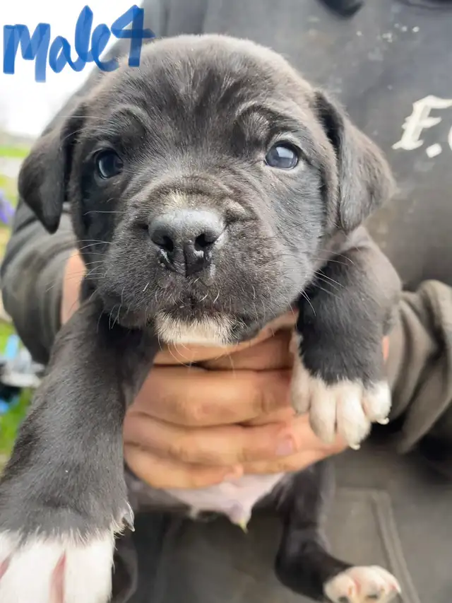 PUPPIES 100% EUROPEAN CANE CORSO - Photo 8