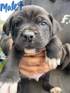 PUPPIES 100% EUROPEAN CANE CORSO - Photo 8