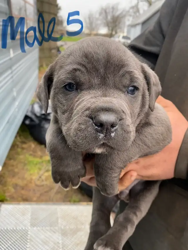 PUPPIES 100% EUROPEAN CANE CORSO - Photo 9