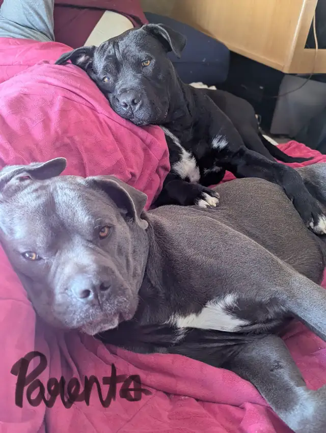 PUPPIES 100% EUROPEAN CANE CORSO - Photo 10