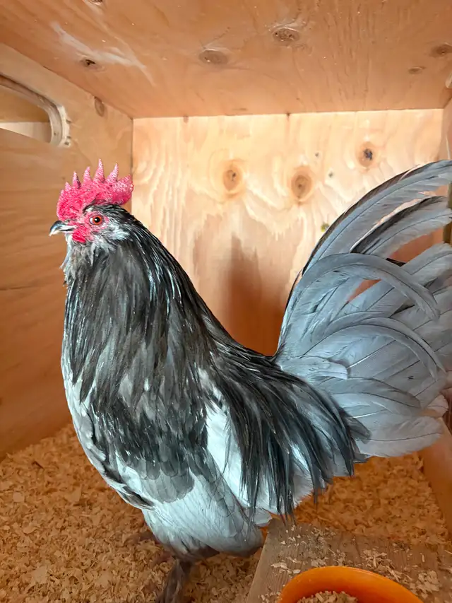 Nice bantam rooster for breeding