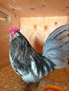 Nice bantam rooster for breeding
