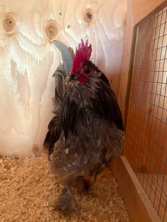 Nice bantam rooster for breeding - Photo 2