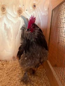 Nice bantam rooster for breeding - Photo 2