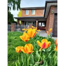 1 big bedroom in separate entrance BSM $1200