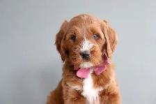Looking for a Guardian Home for an Australian Labradoodle girl