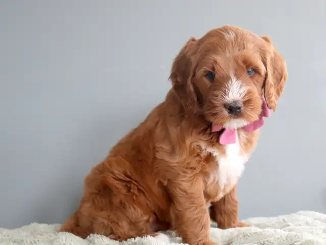 Looking for a Guardian Home for an Australian Labradoodle girl - Photo 2