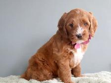 Looking for a Guardian Home for an Australian Labradoodle girl - Photo 2