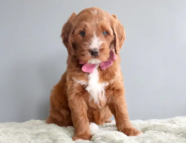 Looking for a Guardian Home for an Australian Labradoodle girl - Photo 3