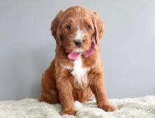 Looking for a Guardian Home for an Australian Labradoodle girl - Photo 3