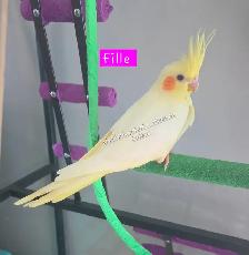 Bébé cockatiel