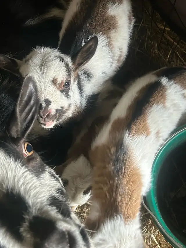 Purebred Nigerian Dwarf goats