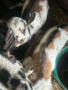 Purebred Nigerian Dwarf goats