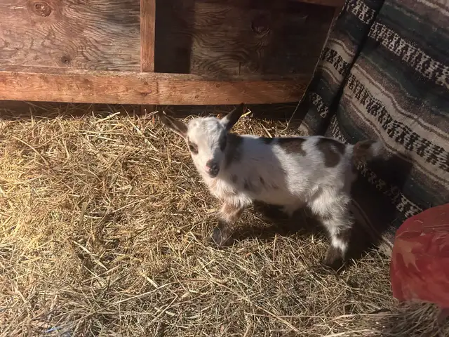 Purebred Nigerian Dwarf goats - Photo 2