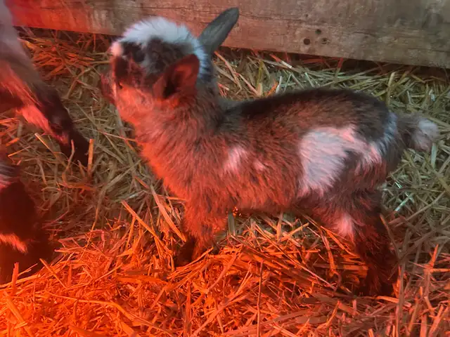 Purebred Nigerian Dwarf goats - Photo 3