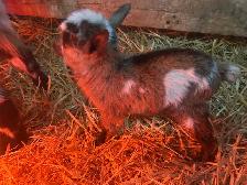 Purebred Nigerian Dwarf goats - Photo 3