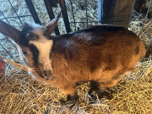 Purebred Nigerian Dwarf goats - Photo 4