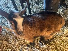 Purebred Nigerian Dwarf goats - Photo 4