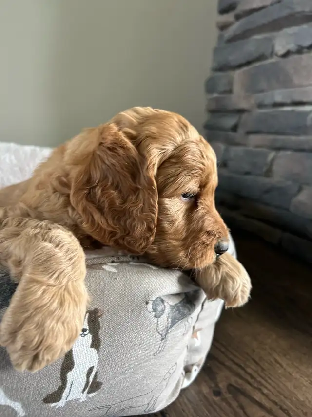 Beautiful Goldendoodle Puppies