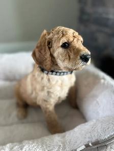 Beautiful Goldendoodle Puppies - Photo 2