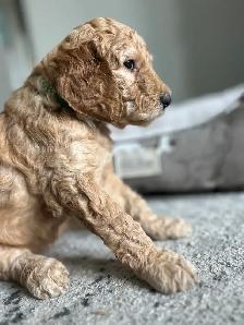Beautiful Goldendoodle Puppies - Photo 3