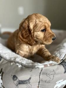 Beautiful Goldendoodle Puppies - Photo 4
