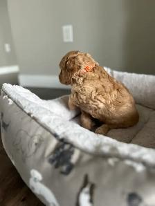 Beautiful Goldendoodle Puppies - Photo 5