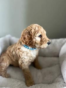 Beautiful Goldendoodle Puppies - Photo 6