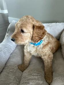 Beautiful Goldendoodle Puppies - Photo 7