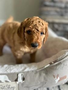 Beautiful Goldendoodle Puppies - Photo 8