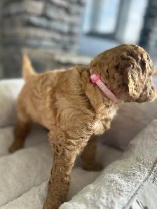 Beautiful Goldendoodle Puppies - Photo 9