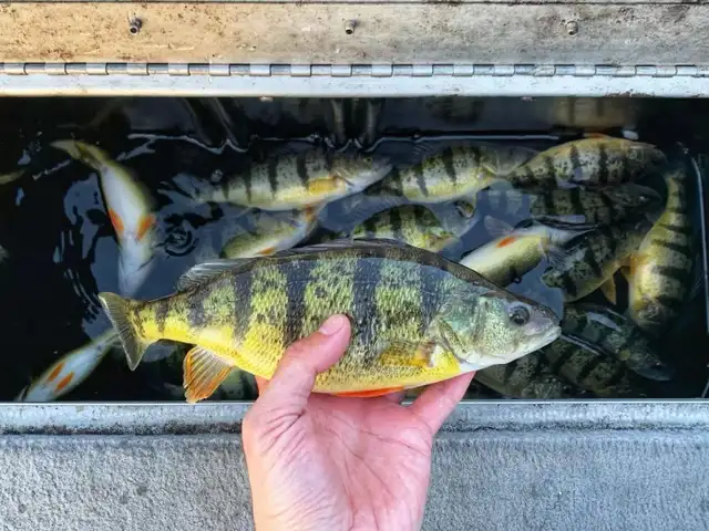 MAY PERCH FISHING GROUP – ONLY $50/PERSON - Photo 2
