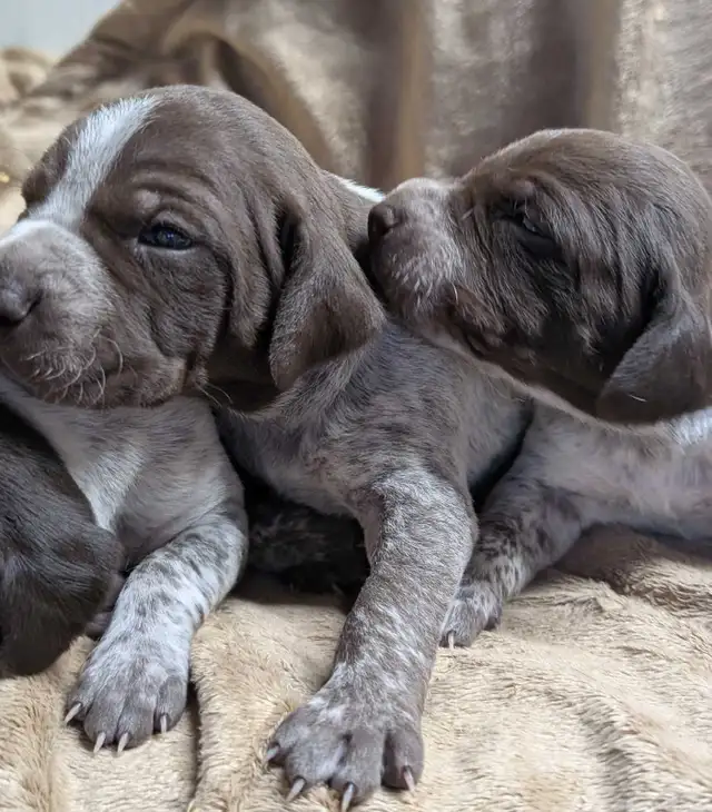 German Shortaired Pointer Puppies