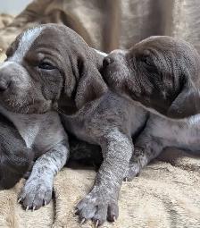 German Shortaired Pointer Puppies