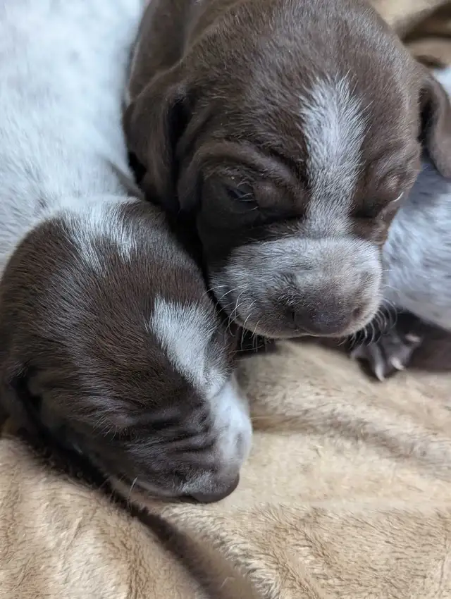 German Shortaired Pointer Puppies - Photo 2