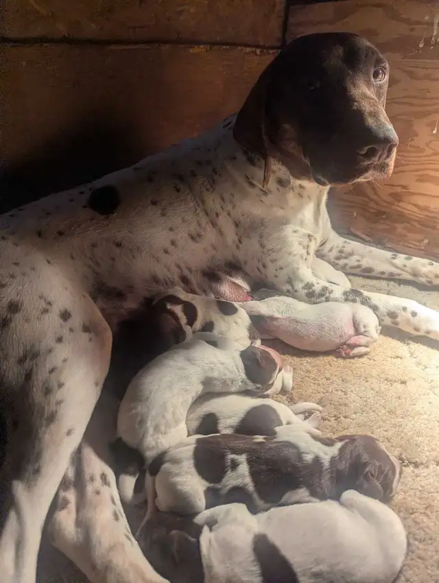 German Shortaired Pointer Puppies - Photo 3