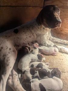 German Shortaired Pointer Puppies - Photo 3
