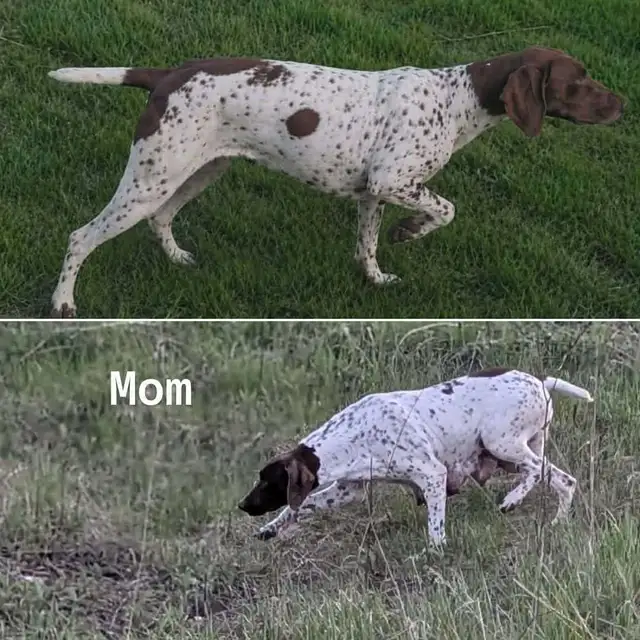 German Shortaired Pointer Puppies - Photo 4