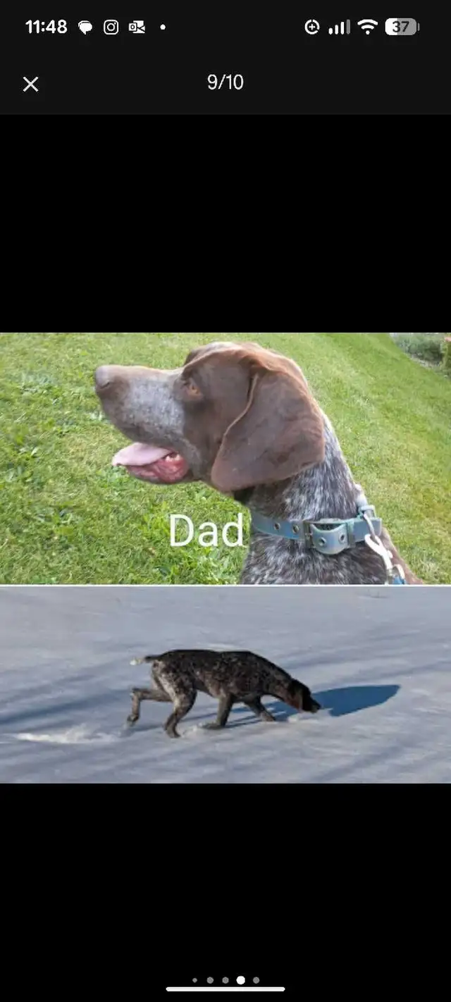 German Shortaired Pointer Puppies - Photo 5