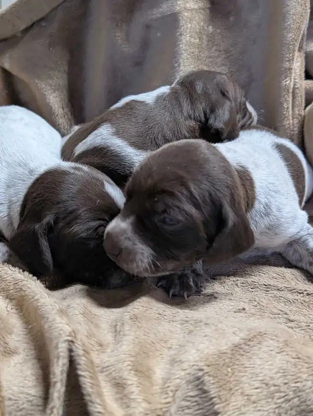 German Shortaired Pointer Puppies - Photo 6