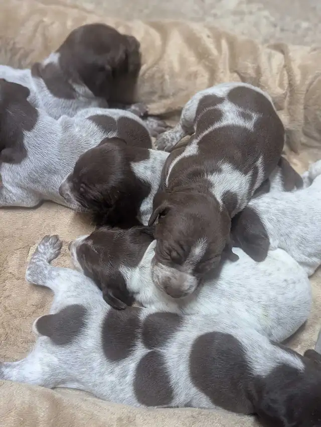 German Shortaired Pointer Puppies - Photo 7