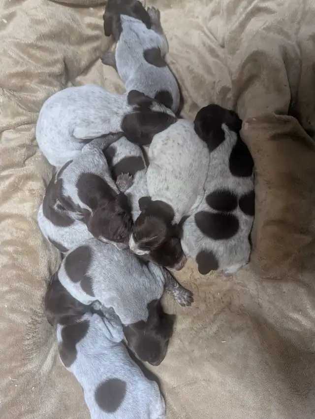 German Shortaired Pointer Puppies - Photo 8