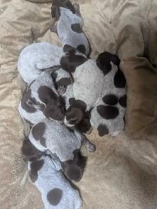 German Shortaired Pointer Puppies - Photo 8